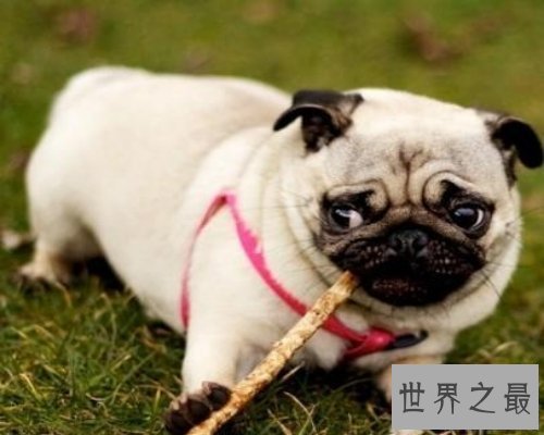 【图】史上最全的狗狗品种大全及图片