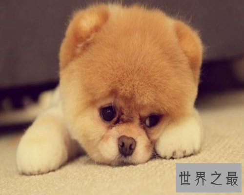 【图】史上最全的狗狗品种大全及图片