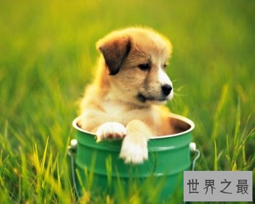 【图】史上最全的狗狗品种大全及图片