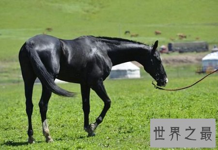 【图】自古以来就在我国很受欢迎的汗血宝马，即便如
