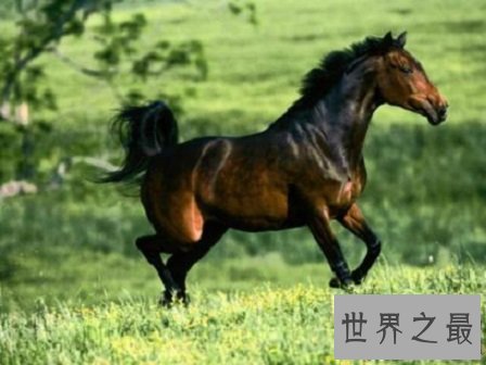 【图】自古以来就在我国很受欢迎的汗血宝马，即便如