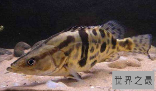 【图】桂鱼的做法千千万 总有一种是你最青睐最想吃的