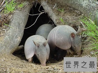 【图】最生僻动物名字，犰狳怎样读？