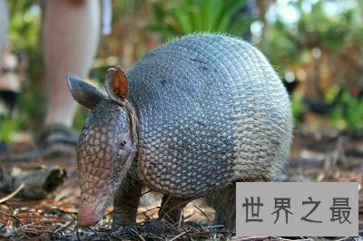 【图】最生僻动物名字，犰狳怎样读？