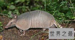 【图】最生僻动物名字，犰狳怎么读？