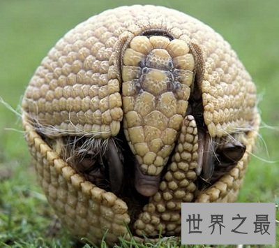 【图】最生僻动物名字，犰狳怎样读？