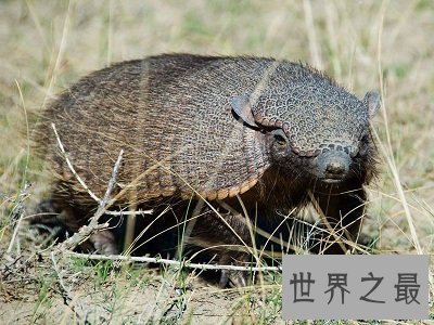 【图】最生僻动物名字，犰狳怎样读？