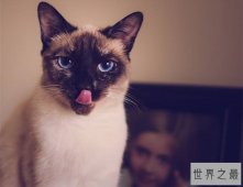 【图】吸猫不能停！来看最全猫的品种大盘点