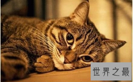 【图】吸猫不能停！来看最全猫的品种大清点