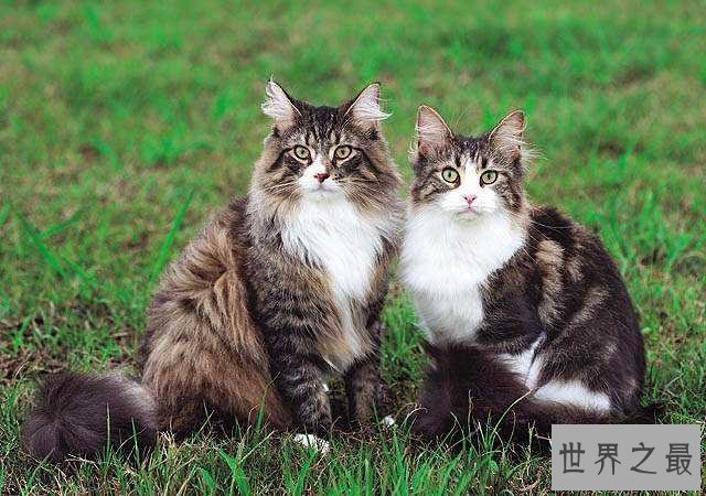 【图】吸猫不能停！来看最全猫的品种大清点