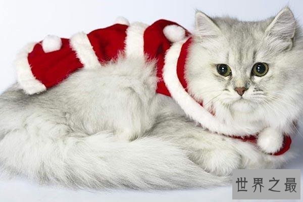 【图】吸猫不能停！来看最全猫的品种大清点