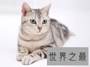 【图】吸猫不能停！来看最全猫的品种大清点