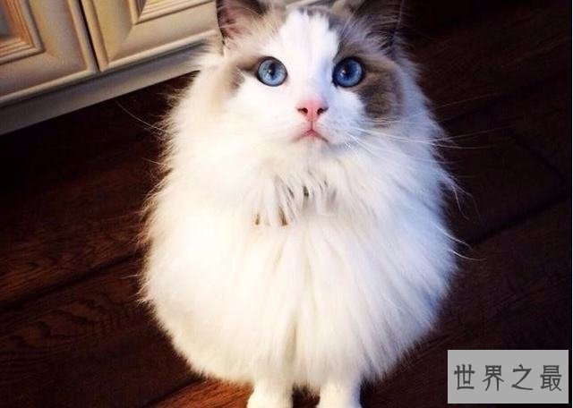 【图】吸猫不能停！来看最全猫的品种大清点