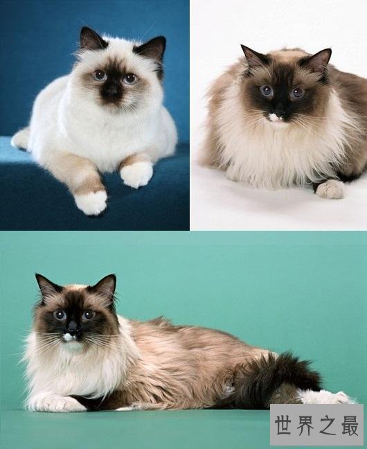 【图】吸猫不能停！来看最全猫的品种大清点