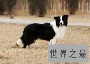 【图】宠物狗品种最受欢迎前十，你家小可恶上榜了吗