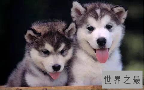 【图】宠物狗品种最受欢迎前十，你家小可恶上榜了吗