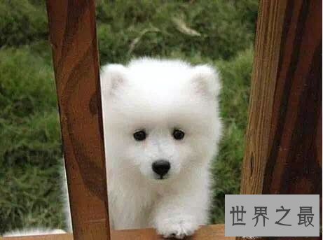 【图】宠物狗品种最受欢迎前十，你家小可恶上榜了吗