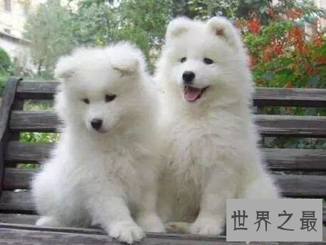 【图】宠物狗品种最受欢迎前十，你家小可恶上榜了吗