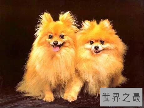 【图】宠物狗品种最受欢迎前十，你家小可恶上榜了吗