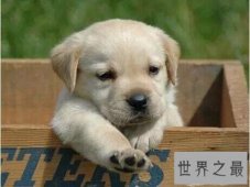 【图】宠物狗品种最受欢迎前十，你家小可爱上榜了吗