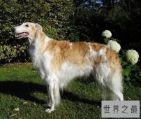 【图】犬类智商排名倒数榜，你们常说的二哈居然不上
