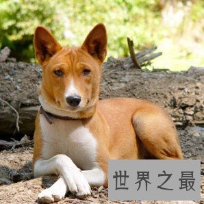 【图】犬类智商排名倒数榜，你们常说的二哈居然不上