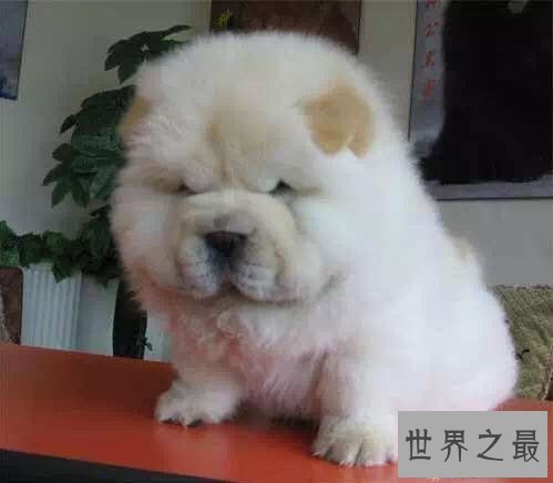 【图】犬类智商排名倒数榜，你们常说的二哈居然不上