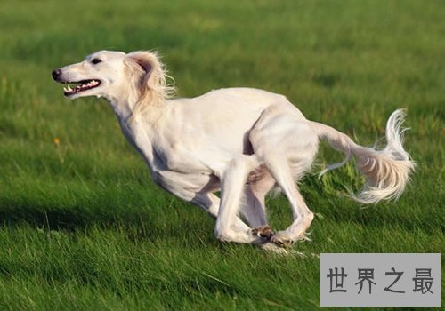 【图】捷克狼犬居然是世界上最贵的狗