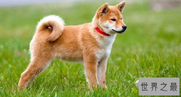 【图】捷克狼犬居然是世界上最贵的狗