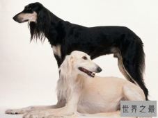 【图】捷克狼犬居然是世界上最贵的狗