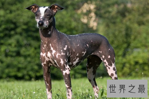 【图】捷克狼犬居然是世界上最贵的狗