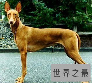 【图】捷克狼犬居然是世界上最贵的狗