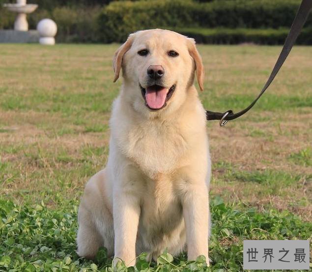 【图】你的爱狗是不是天赋犬——清点狗的智商排名