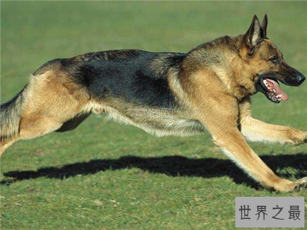 【图】你的爱狗是不是天赋犬——清点狗的智商排名