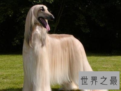 【图】你的爱狗是不是天赋犬——清点狗的智商排名