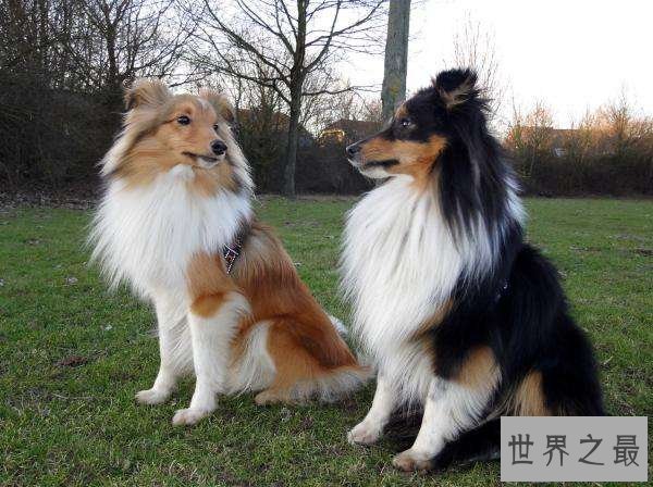 【图】你的爱狗是不是天赋犬——清点狗的智商排名