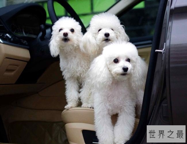 【图】你的爱狗是不是天赋犬——清点狗的智商排名