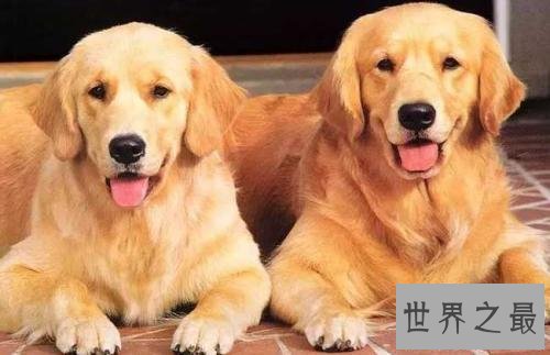 【图】你的爱狗是不是天赋犬——清点狗的智商排名