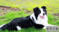 【图】你的爱狗是不是天才犬——盘点狗的智商排名