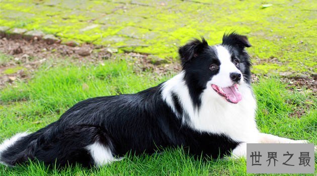 【图】你的爱狗是不是天赋犬——清点狗的智商排名