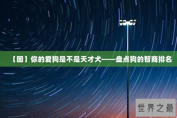 【图】你的爱狗是不是天才犬——盘点狗的智商排名