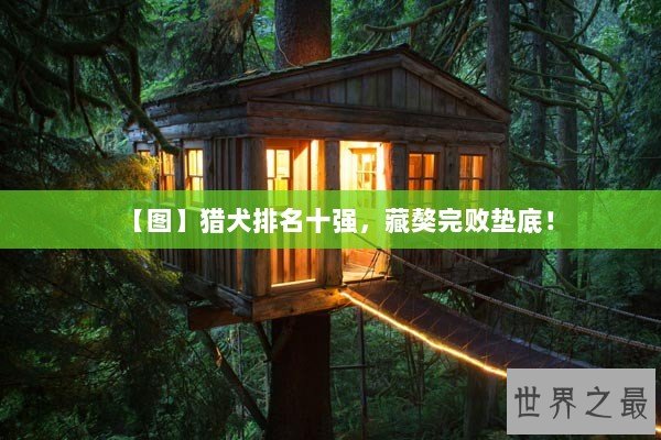 【图】猎犬排名十强，藏獒完败垫底！