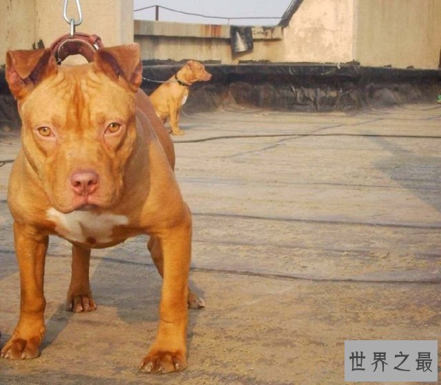 【图】猎犬排名十强，藏獒完败垫底！
