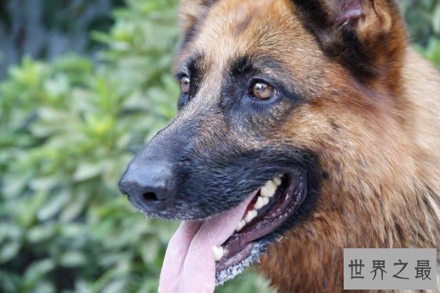 【图】猎犬排名十强，藏獒完败垫底！