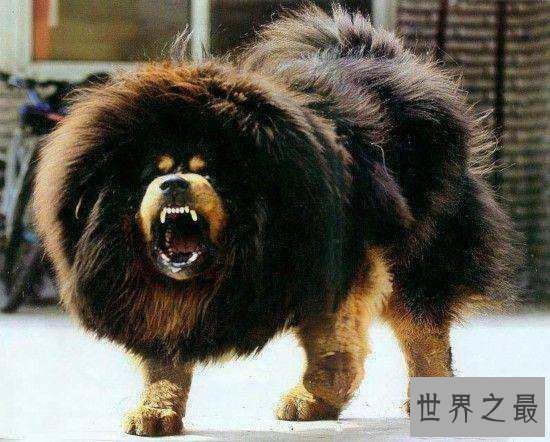 【图】猎犬排名十强，藏獒完败垫底！