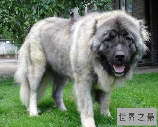 【图】猎犬排名十强，藏獒完败垫底！