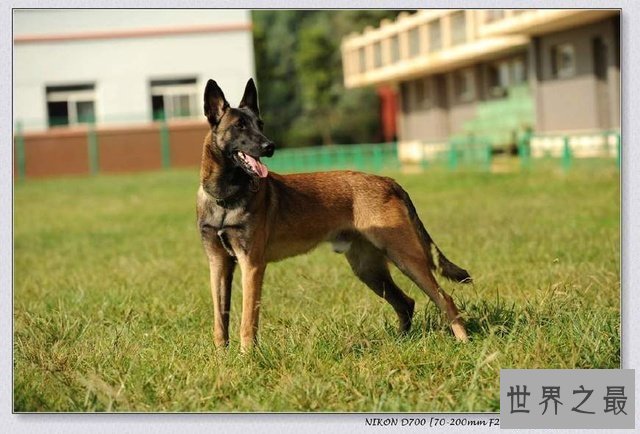 【图】猎犬排名十强，藏獒完败垫底！