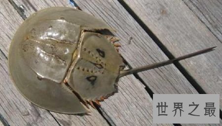 【图】最朴素的食材中华鲎——它身材内的血液贵比黄