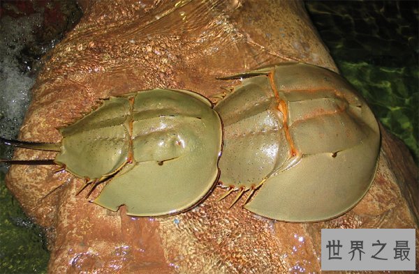 【图】最朴素的食材中华鲎——它身材内的血液贵比黄