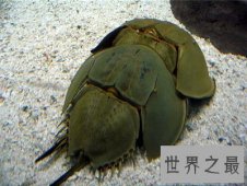 【图】最奢侈的食材中华鲎——它身体内的血液贵比黄